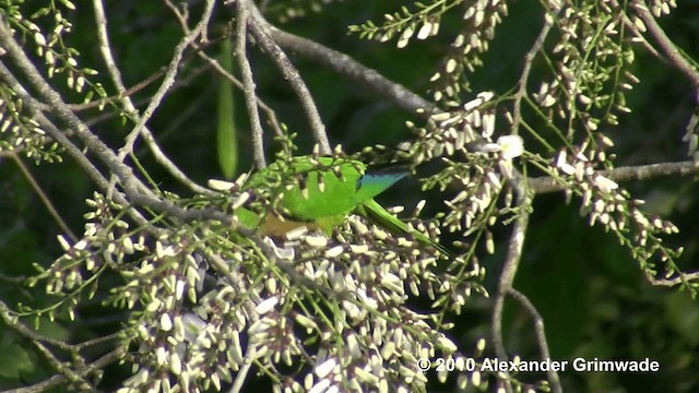 Olive-throated Parakeet (Aztec) - ML200980841