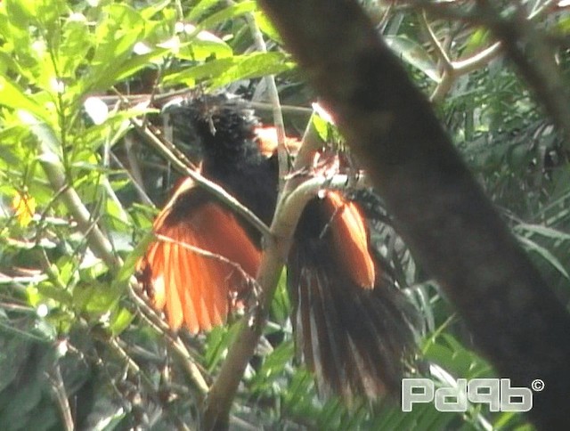 Greater Coucal (Greater) - ML200981051