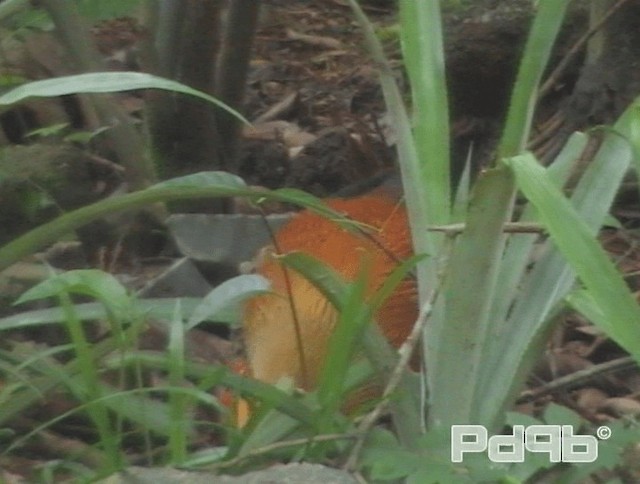 Sri Lanka Junglefowl - ML200981101