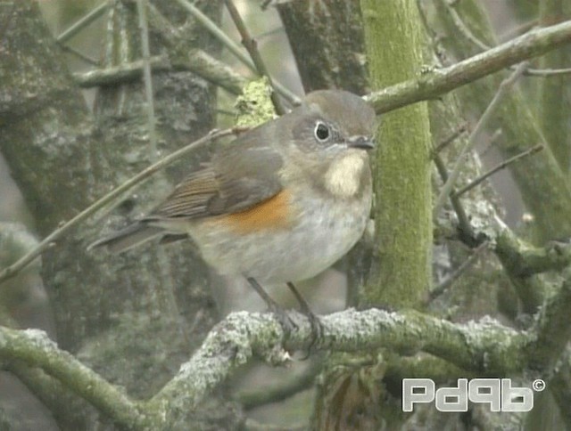 Red-flanked Bluetail - ML200981511