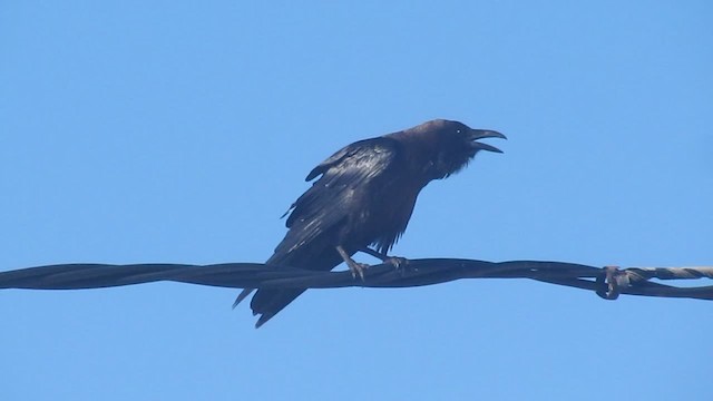 Brown-necked Raven - ML200982911