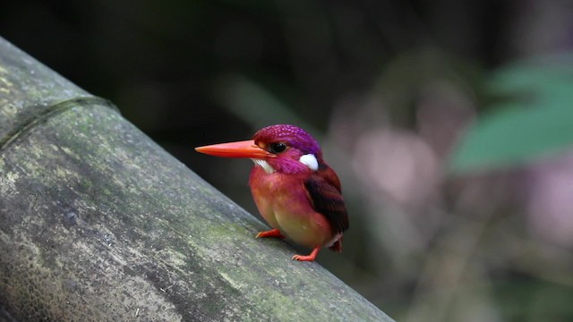 Philippine Dwarf-Kingfisher (Mindanao) - ML200982951