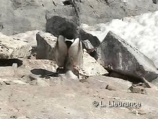 Gentoo Penguin - ML200983091