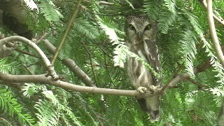 Northern Saw-whet Owl (acadicus) - ML200983111