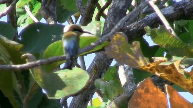 Rainbow Bee-eater - ML200983621