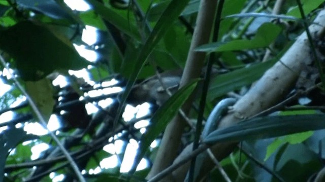 Sulawesi Babbler - ML200983781