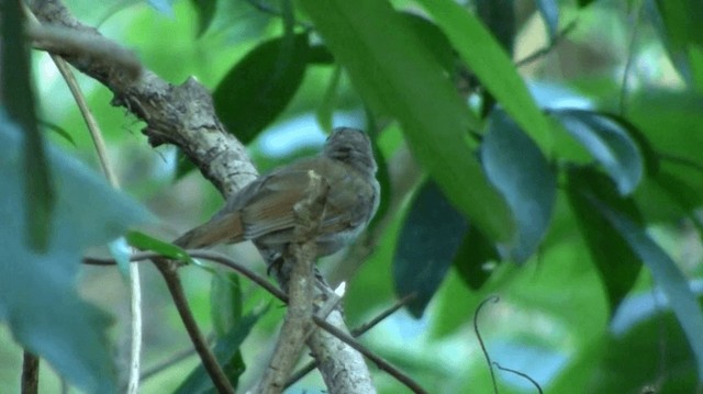 Sulawesi Babbler - ML200983791