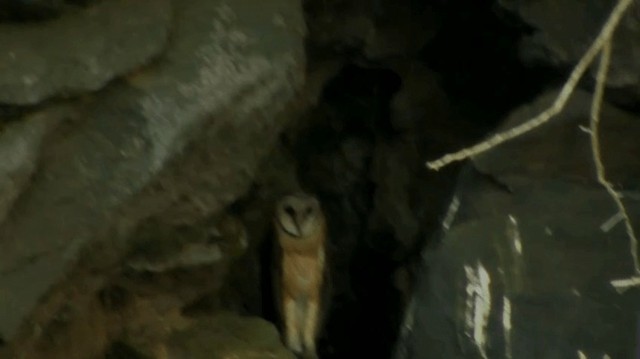 Sulawesi Masked-Owl - ML200983851