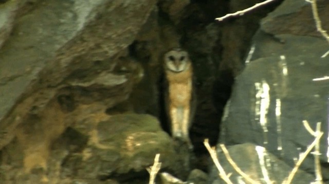 Sulawesi Masked-Owl - ML200983861