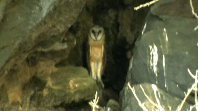 Sulawesi Masked-Owl - ML200983871
