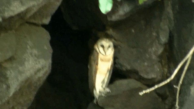 Sulawesi Masked-Owl - ML200983951