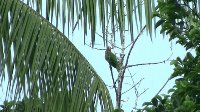 Red-cheeked Parrot - ML200984011