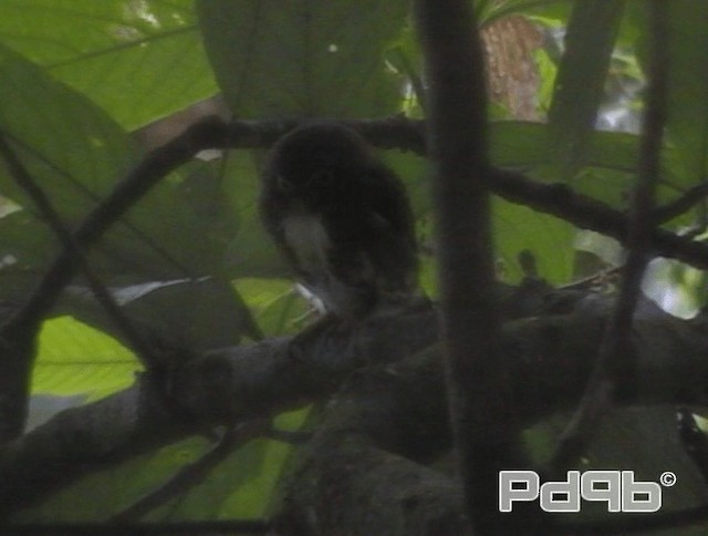 Collared Owlet - ML200986001