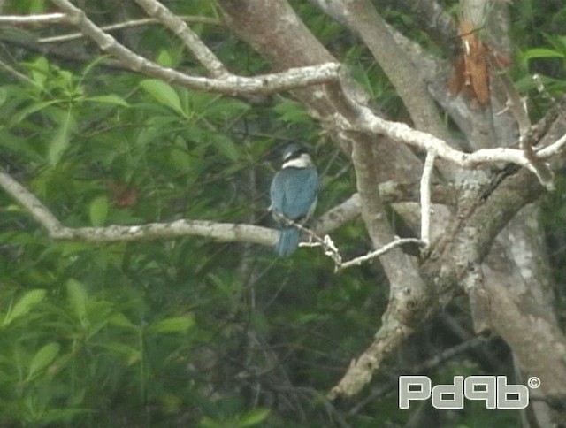 Collared Kingfisher (Oriental) - ML200986021