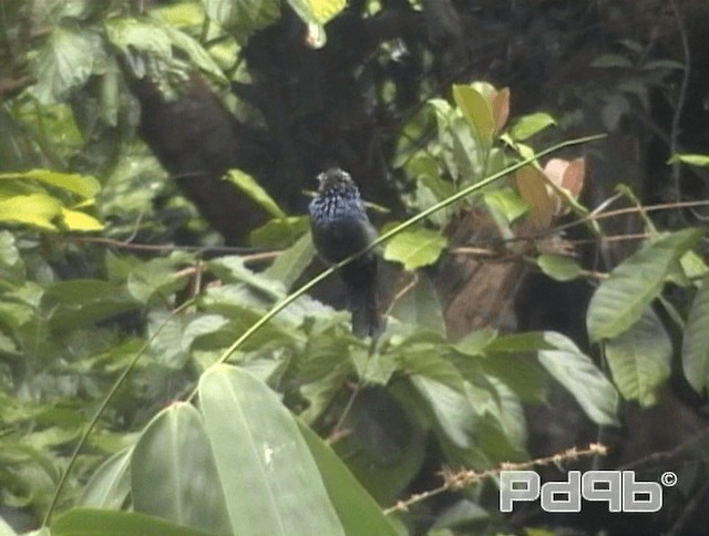 Lesser Racket-tailed Drongo - ML200986331