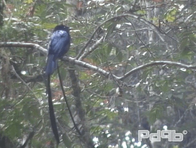 Lesser Racket-tailed Drongo - ML200986351