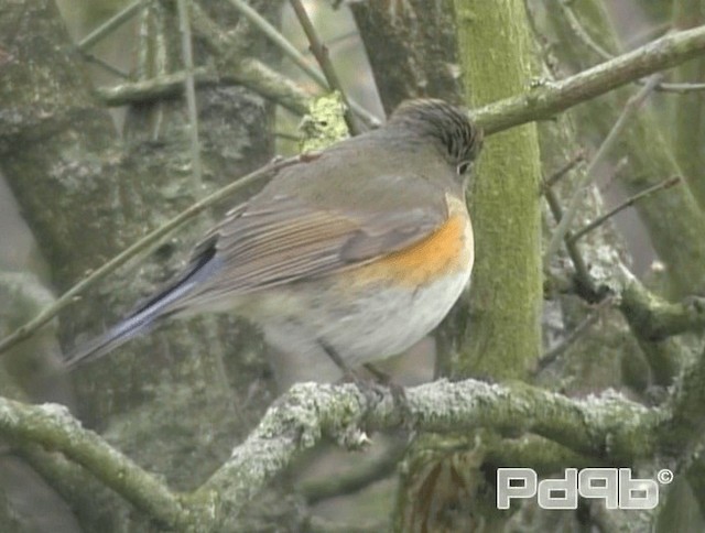 Red-flanked Bluetail - ML200988361