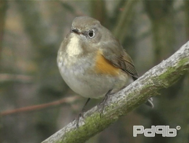 Red-flanked Bluetail - ML200988371