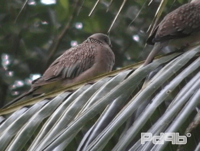 Spotted Dove (Western) - ML200988861