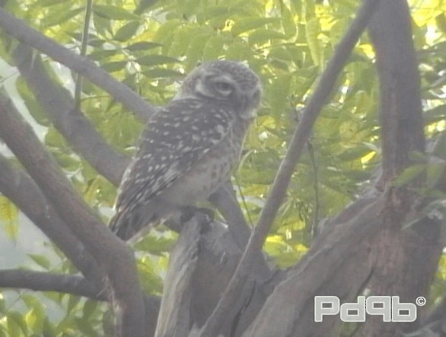 Spotted Owlet - ML200988881