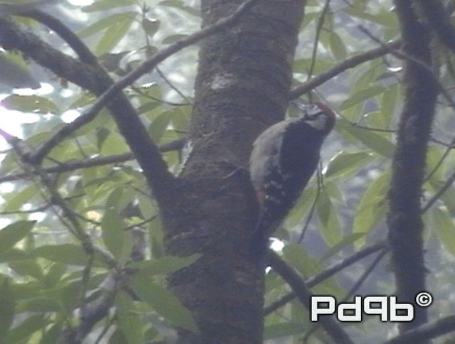 Himalayan Woodpecker - ML200990771