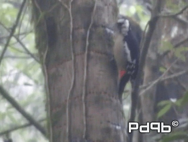 Himalayan Woodpecker - ML200990781