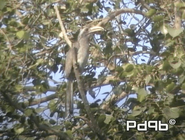 Indian Gray Hornbill - ML200990841