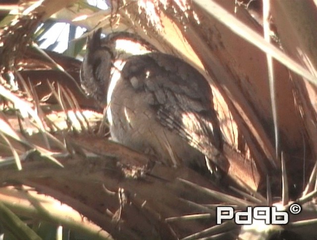 Indian Scops-Owl - ML200990891
