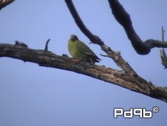 Pin-tailed Green-Pigeon - ML200991091