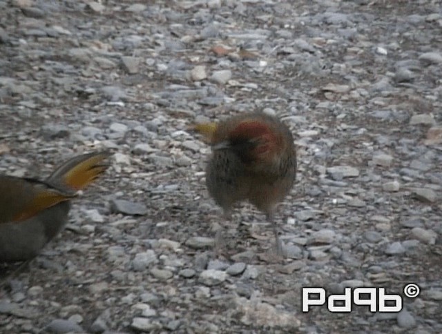 Chestnut-crowned Laughingthrush - ML200991311