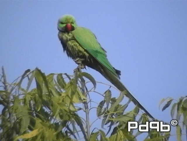 Yeşil Papağan - ML200991361