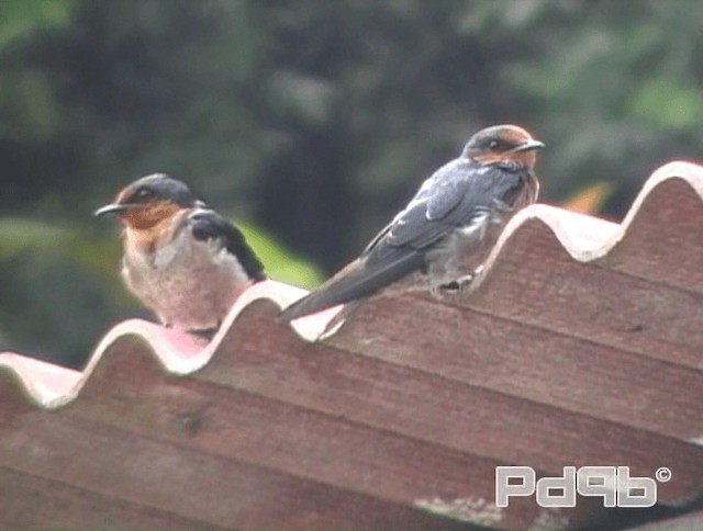 Pacific Swallow (Pacific) - ML200993511