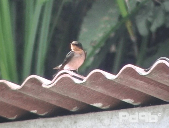 Pacific Swallow (Pacific) - ML200993531
