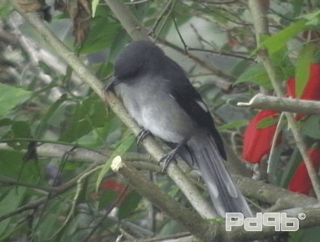 Long-tailed Sibia - ML200993791