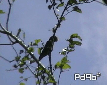 Olive-throated Parakeet (Aztec) - ML200995521