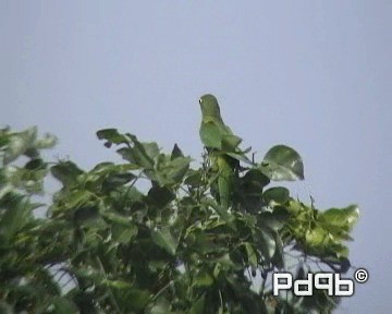 Olive-throated Parakeet (Aztec) - ML200995531