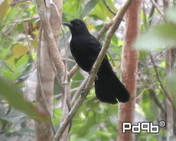 Black Catbird - ML200995571