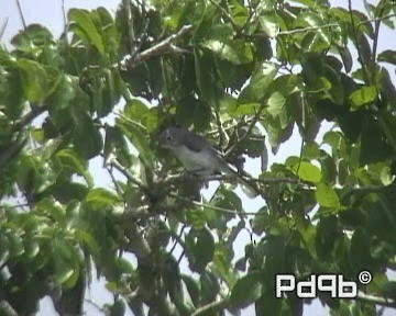 Blue-gray Gnatcatcher (obscura Group) - ML200995671