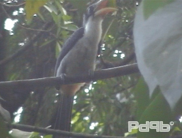 Sri Lanka Gray Hornbill - ML200995901