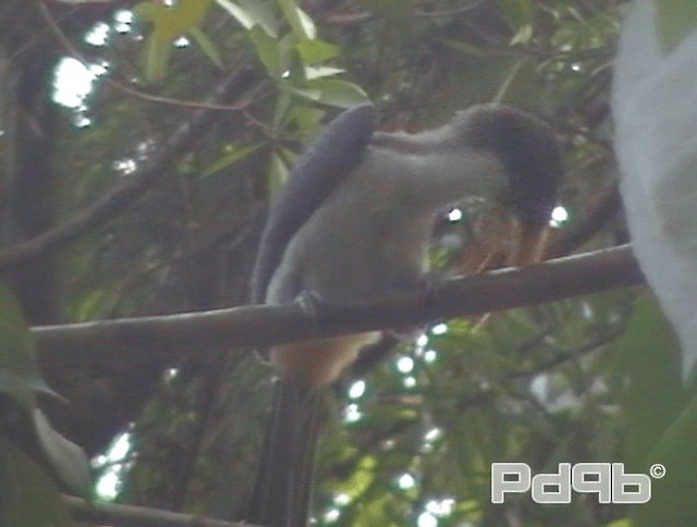 Sri Lanka Gray Hornbill - ML200995921