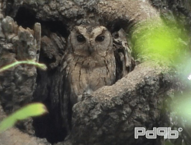 Indian Scops-Owl - ML200995991