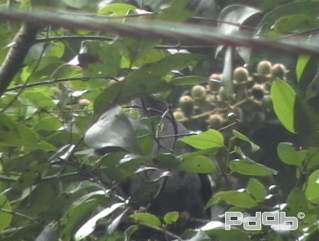 Sri Lanka Wood-Pigeon - ML200996061