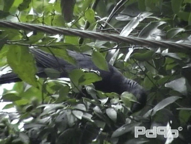 holub srílanský - ML200996071