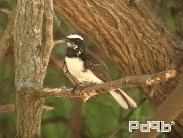 White-browed Fantail - ML200996161