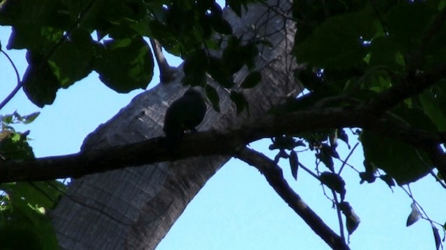 holub černošíjný - ML200996461