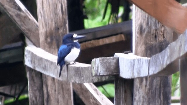 Blue-and-white Kingfisher - ML200996481