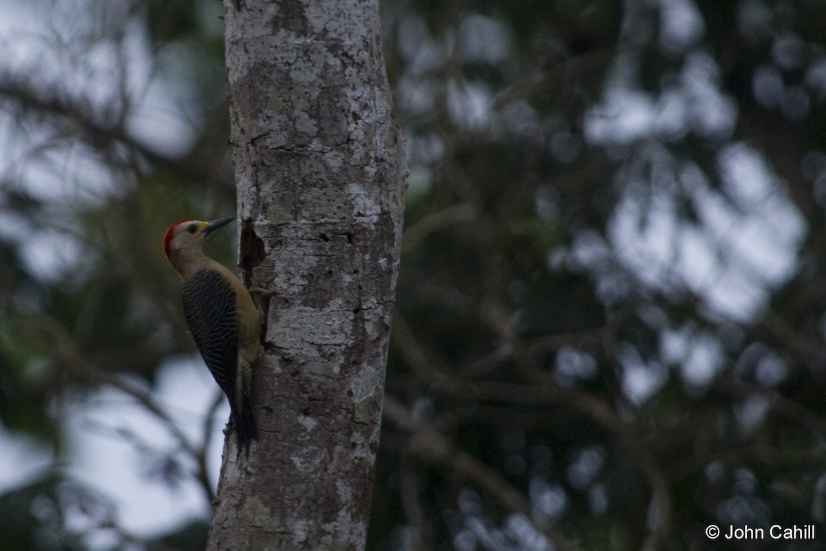 Golden-fronted Woodpecker - John Cahill xikanel.com