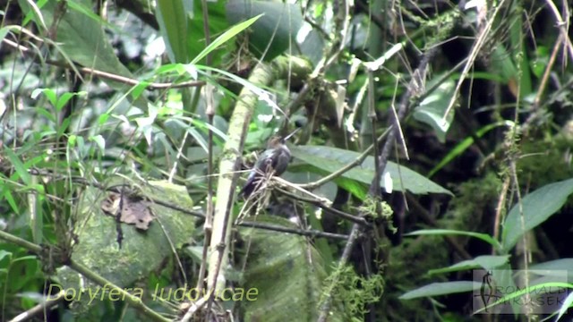 kolibřík zelenočelý - ML200997391