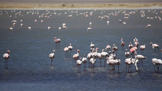 James's Flamingo - ML200997461
