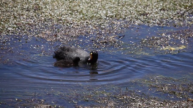 Giant Coot - ML200997491